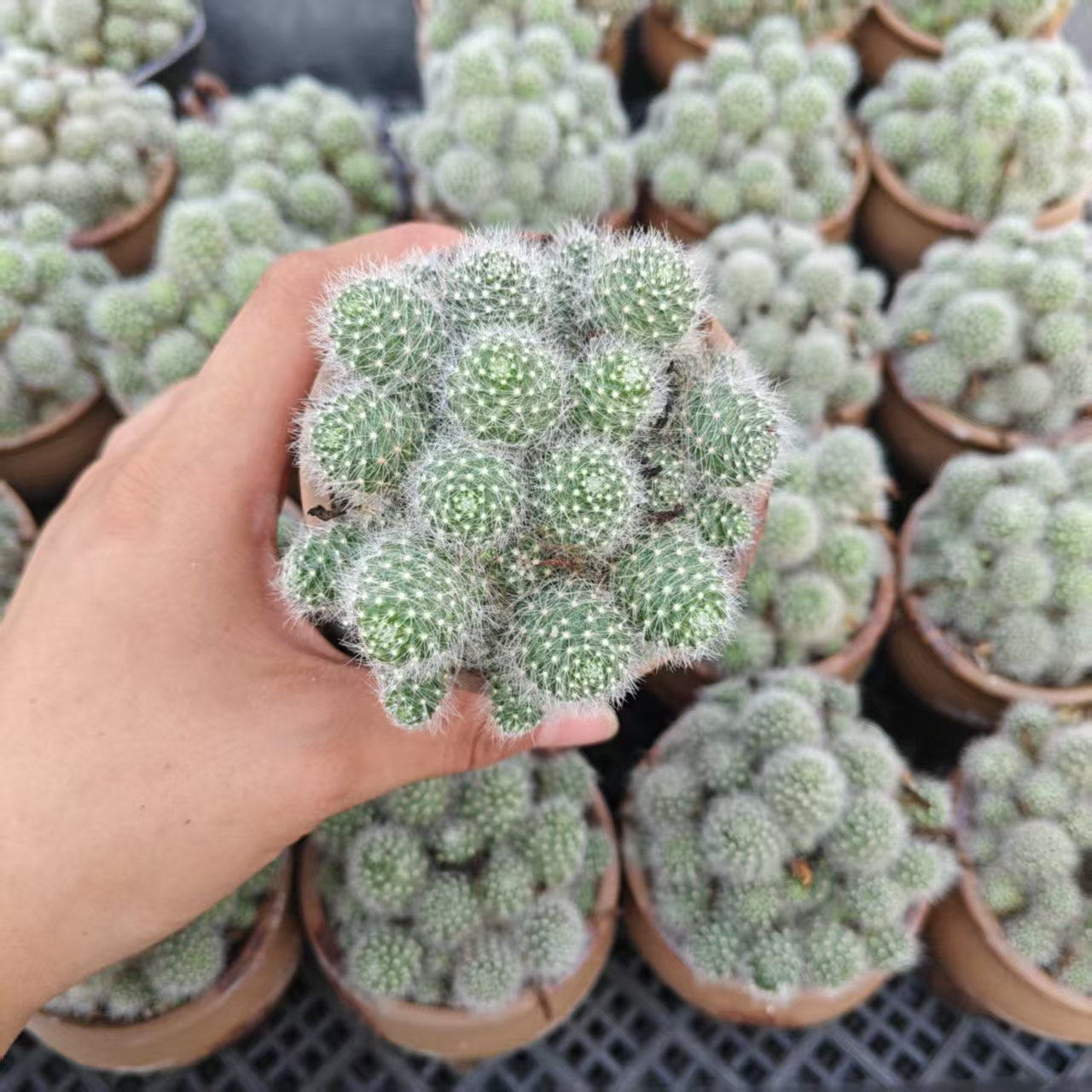 精品陶瓷盆银碟丸仙人球随机一盆