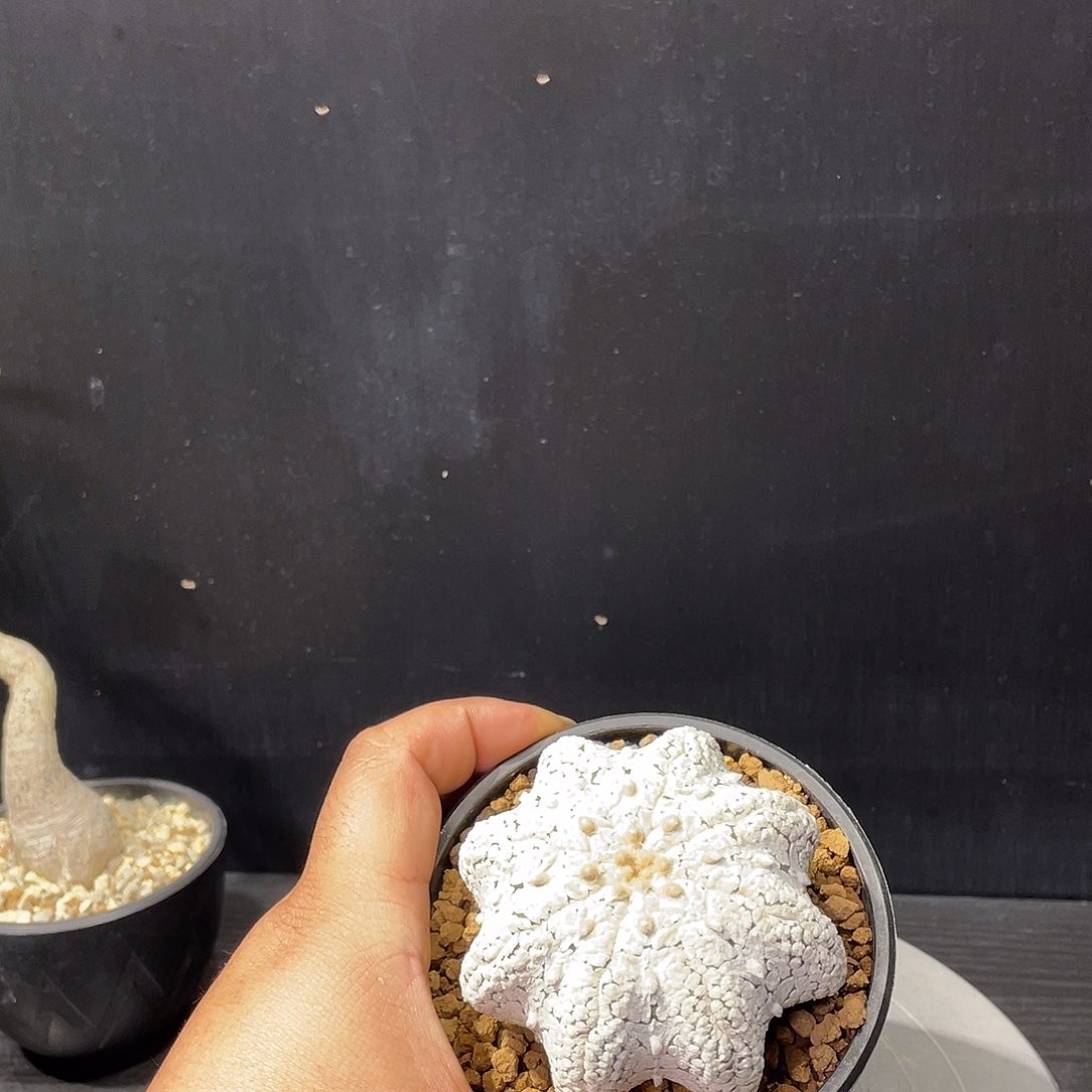 浓白海星超兜包邮