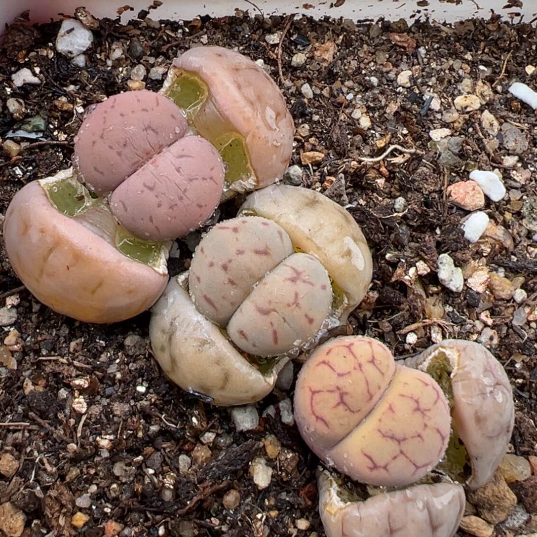 1.21好看的多肉995