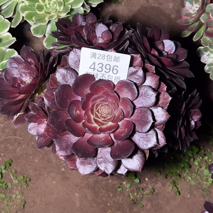 4396黑美人多肉植物