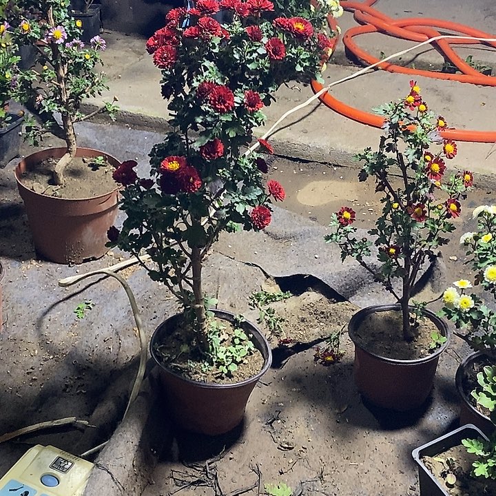 追***梦完全开放菊花盆景1