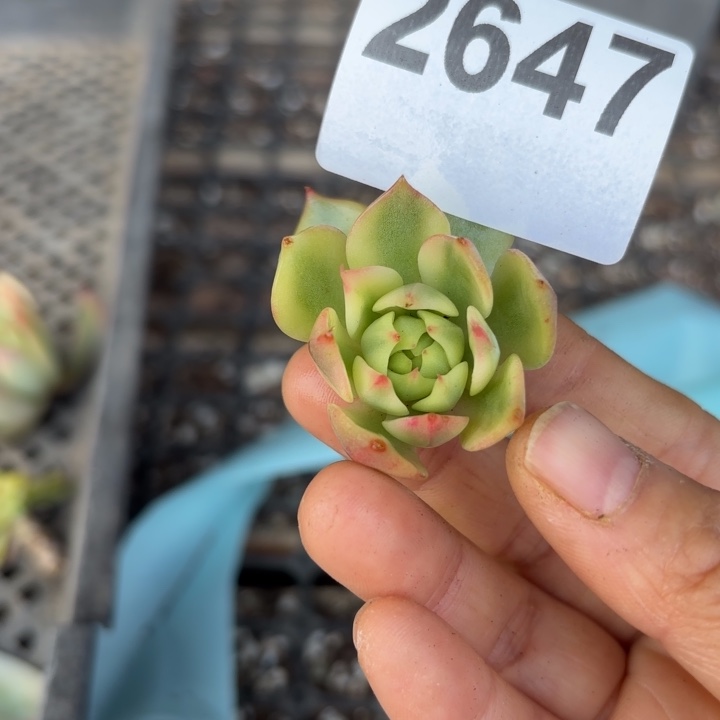 头盖锦无根当天次单满18包邮