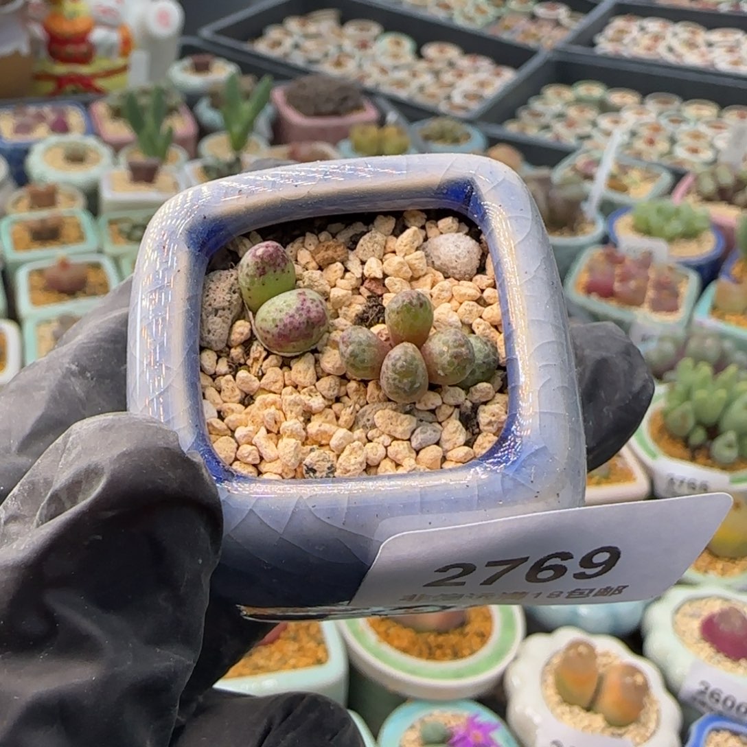 2769-一物一拍 带盆