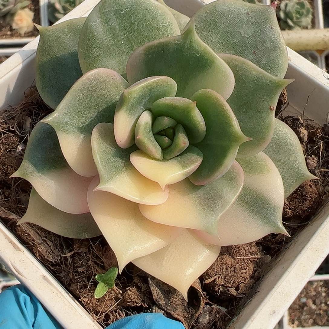 贝加尔湖锦，多肉植物