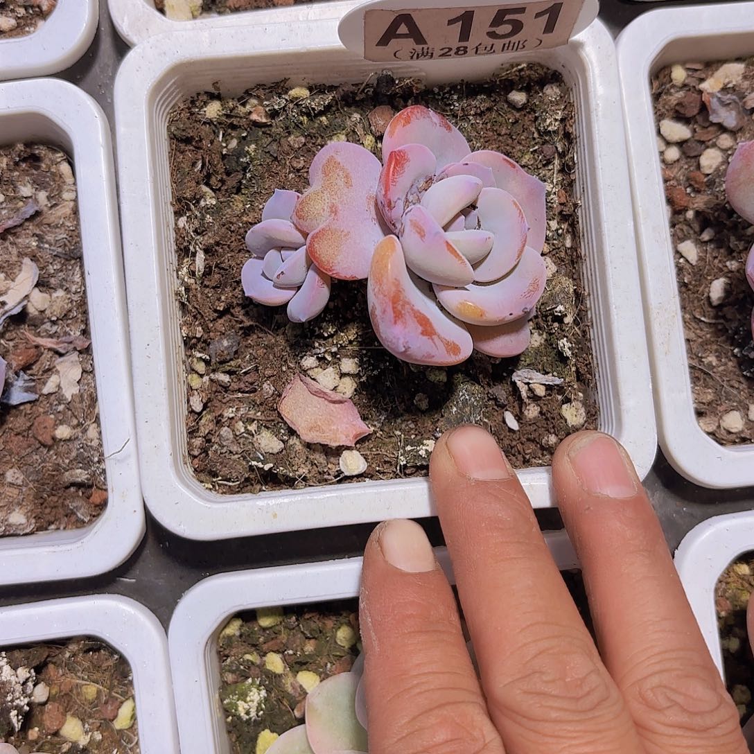 A151奶茶一物一拍