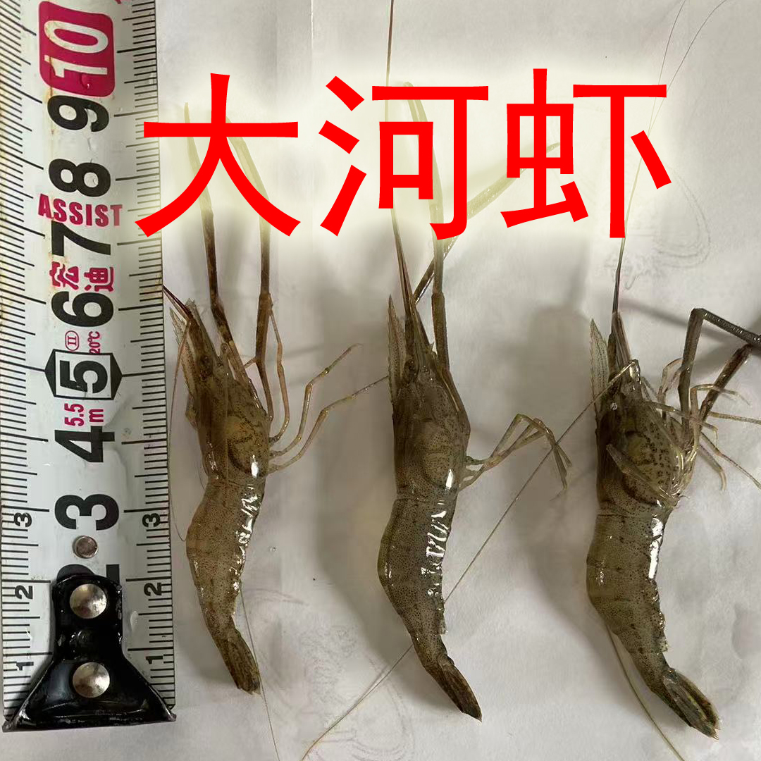 16水库新鲜河虾大虾（东三省以外冷冻发货）