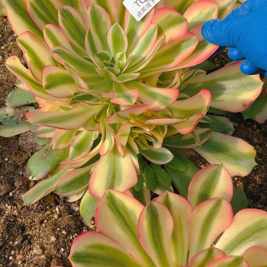 香妃多肉植物126一号