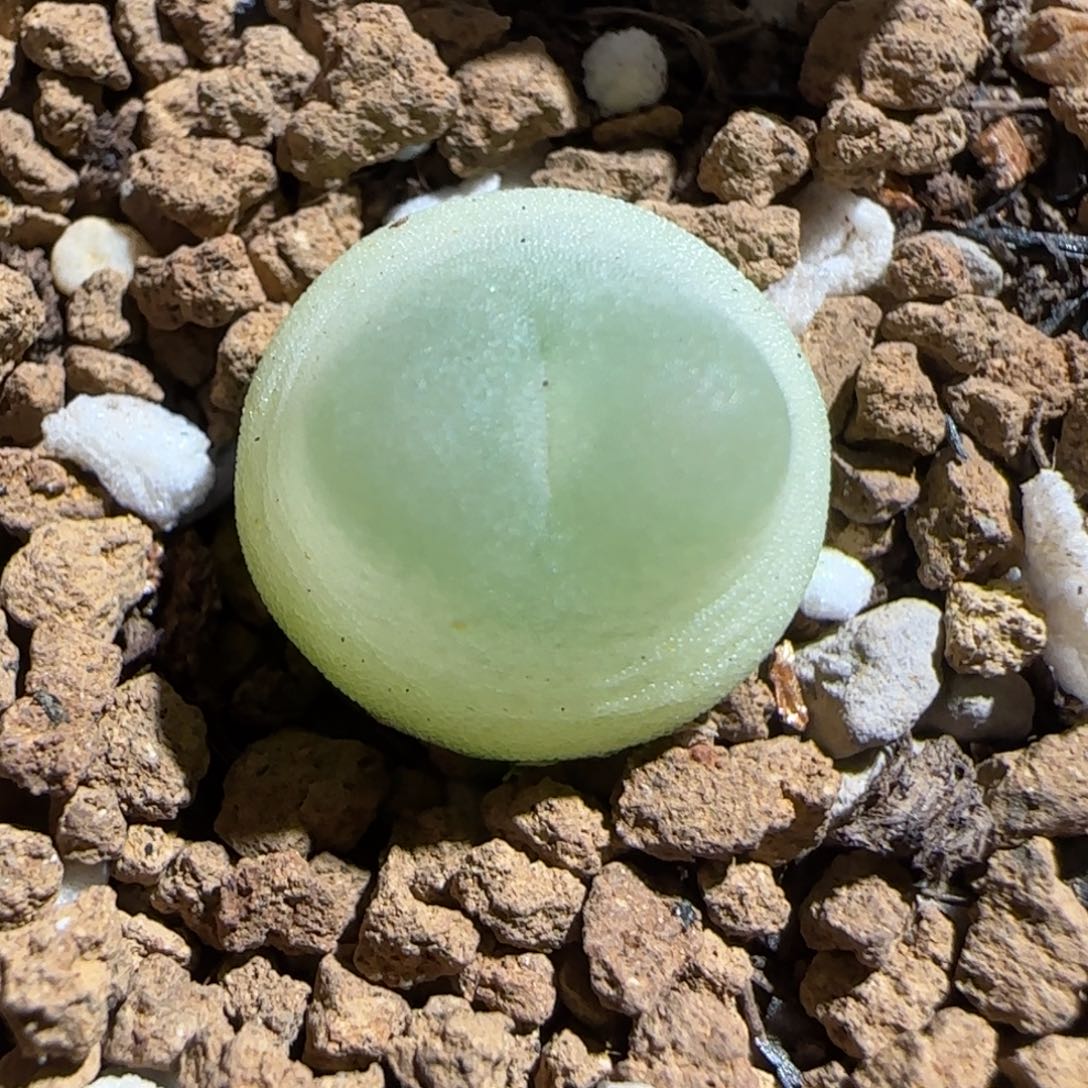 肉锥多肉植物组合-日式拉登436