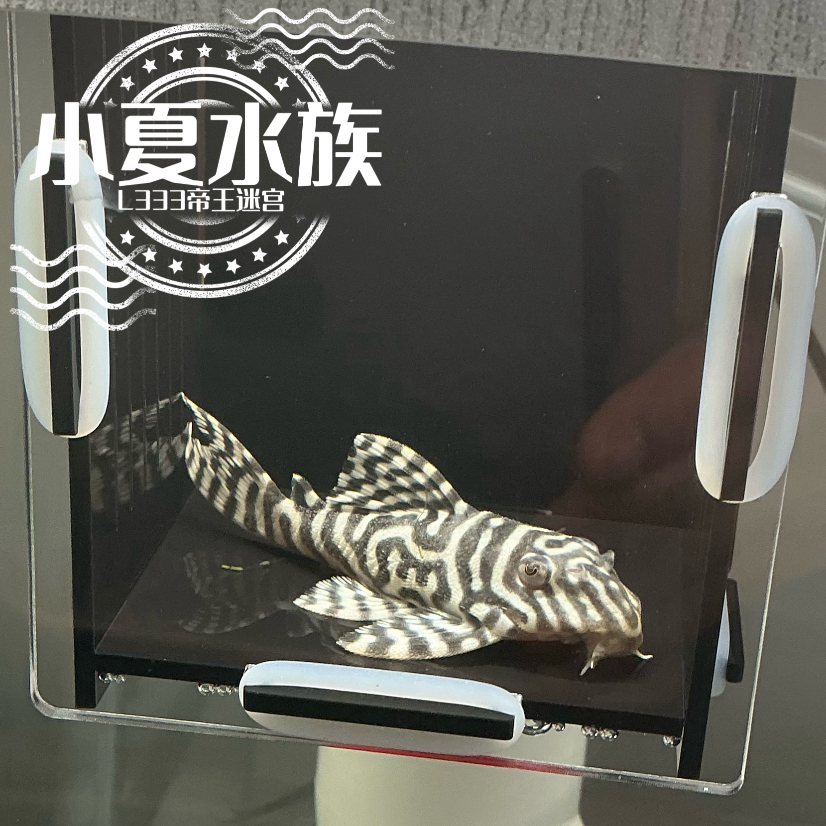 【入缸不售后】L333帝王迷宫异型鱼南美热带淡水除藻观赏底栖鱼