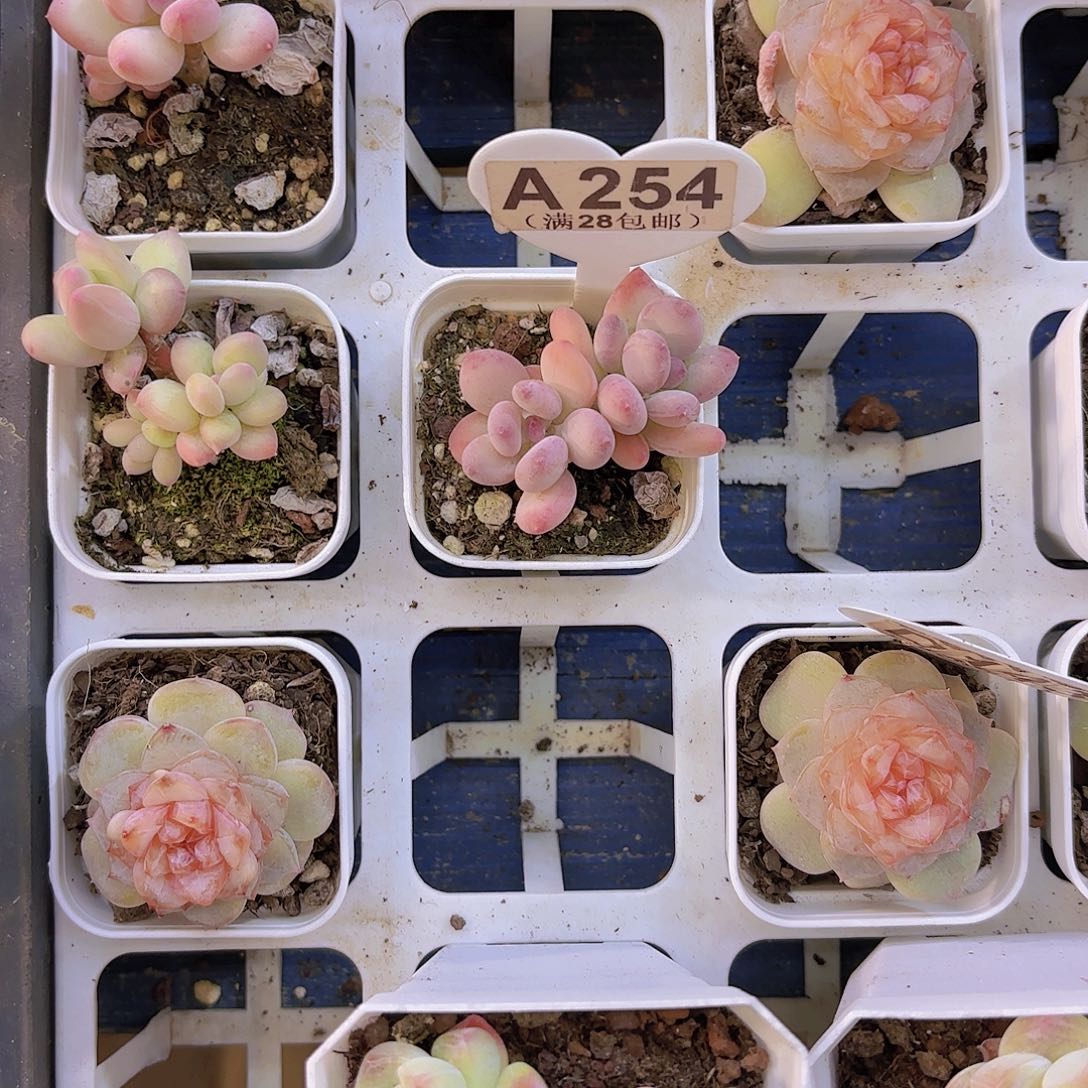 開*A254苹果奶一物一拍