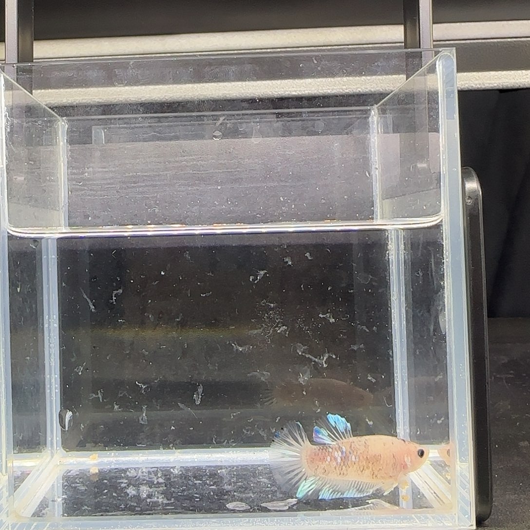 豆豆眼透明尾巴公