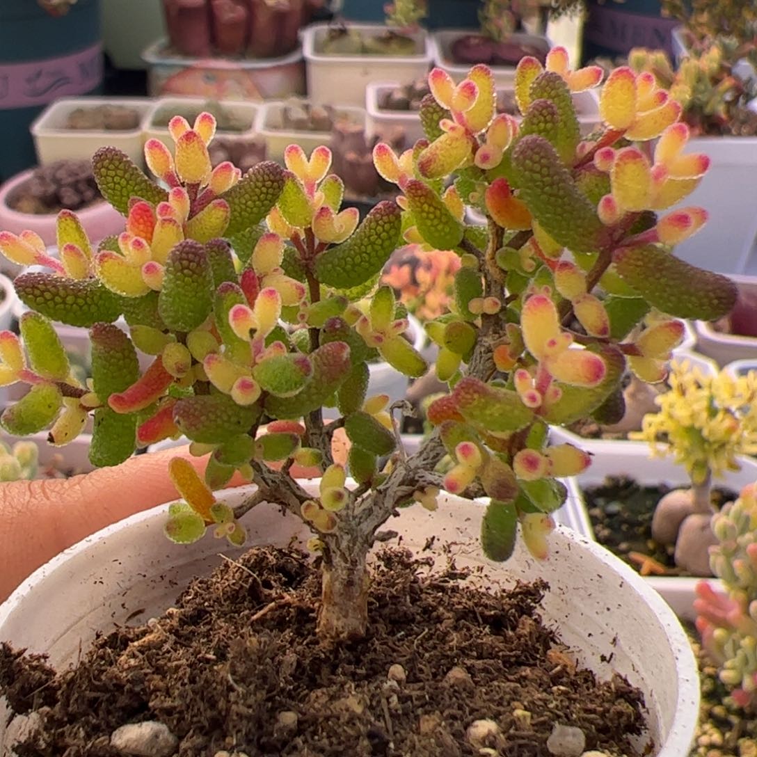 多肉植物枝干假飞机猪