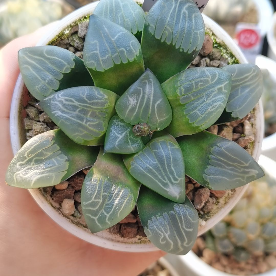 305号芸窗朱庇特克一物一拍带盆土发货