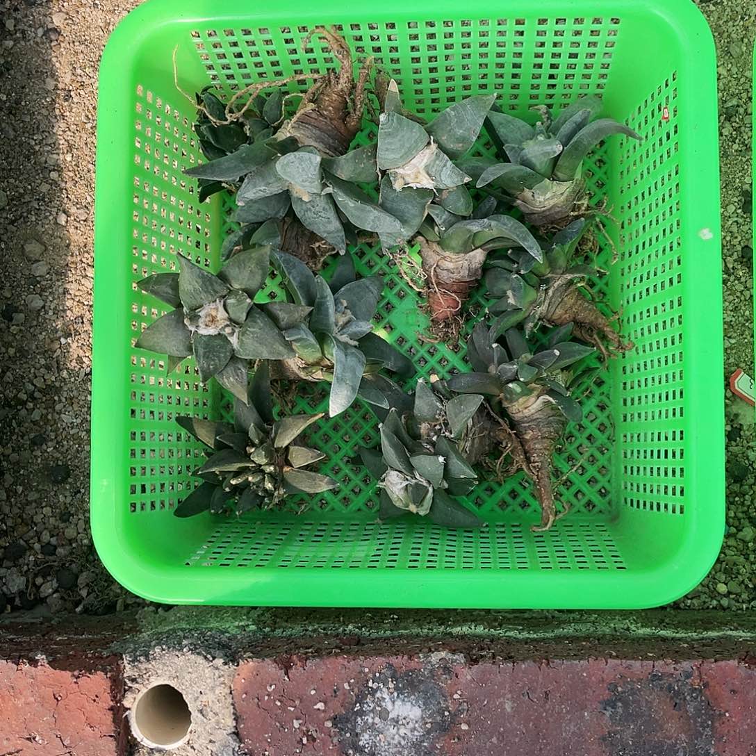 以实际为准特价岩牡丹一物一拍