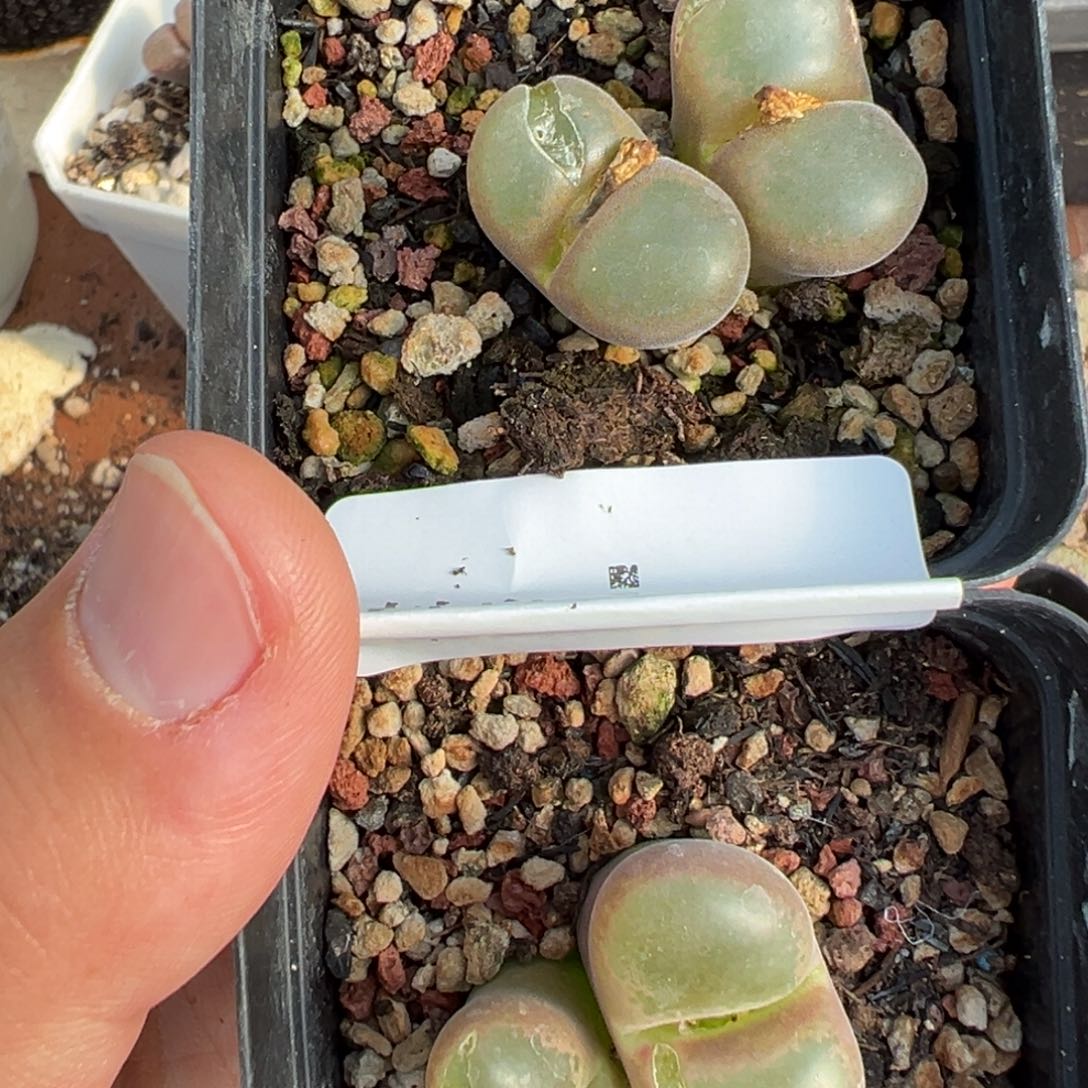 ๓***.22-108肉锥多肉植物，