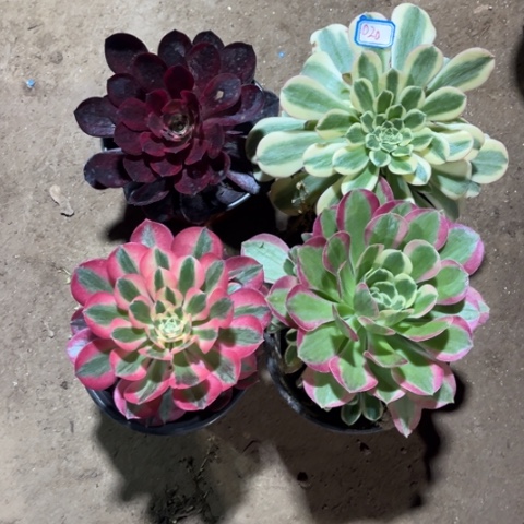 020多肉植物组合