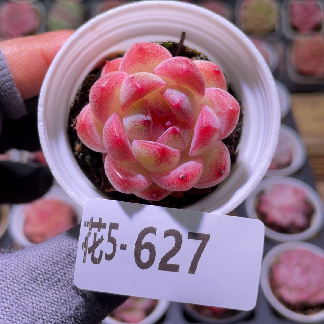 花利美5-627新品 