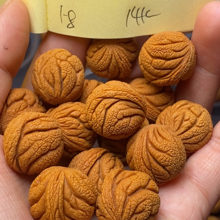 桃核吊坠秦岭龙纹桃核18尺寸