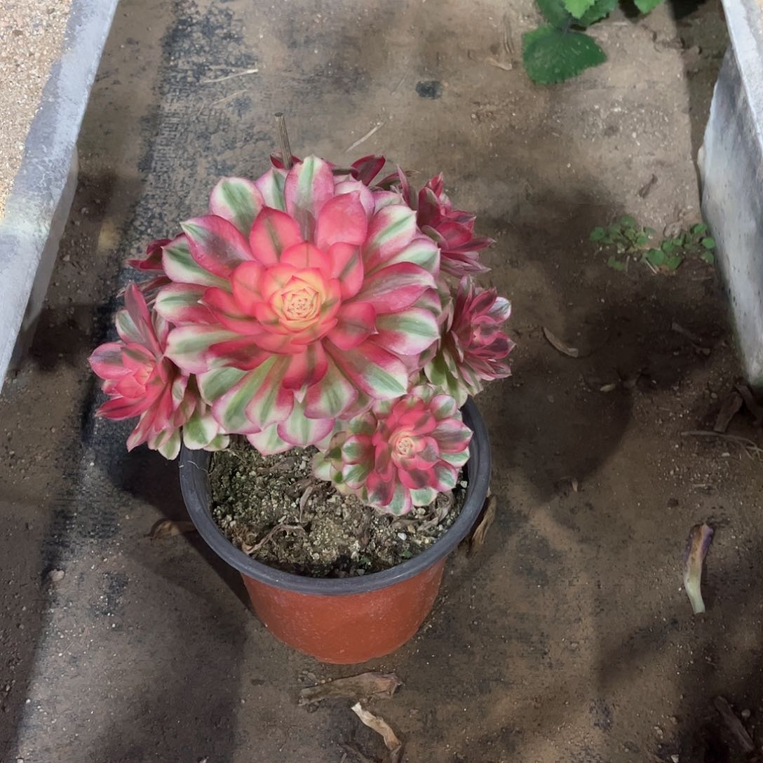 小倾城多肉植物2598