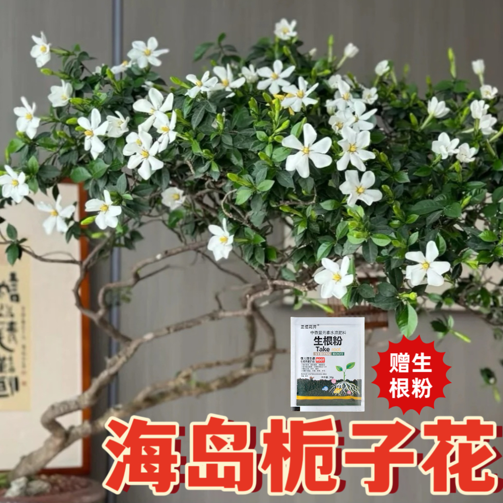 正宗福建莆田海岛栀子花石头老桩货现挖当天发新鲜生桩野生单瓣花