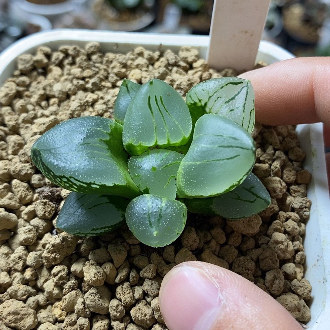 171虞美人寿十二卷多肉