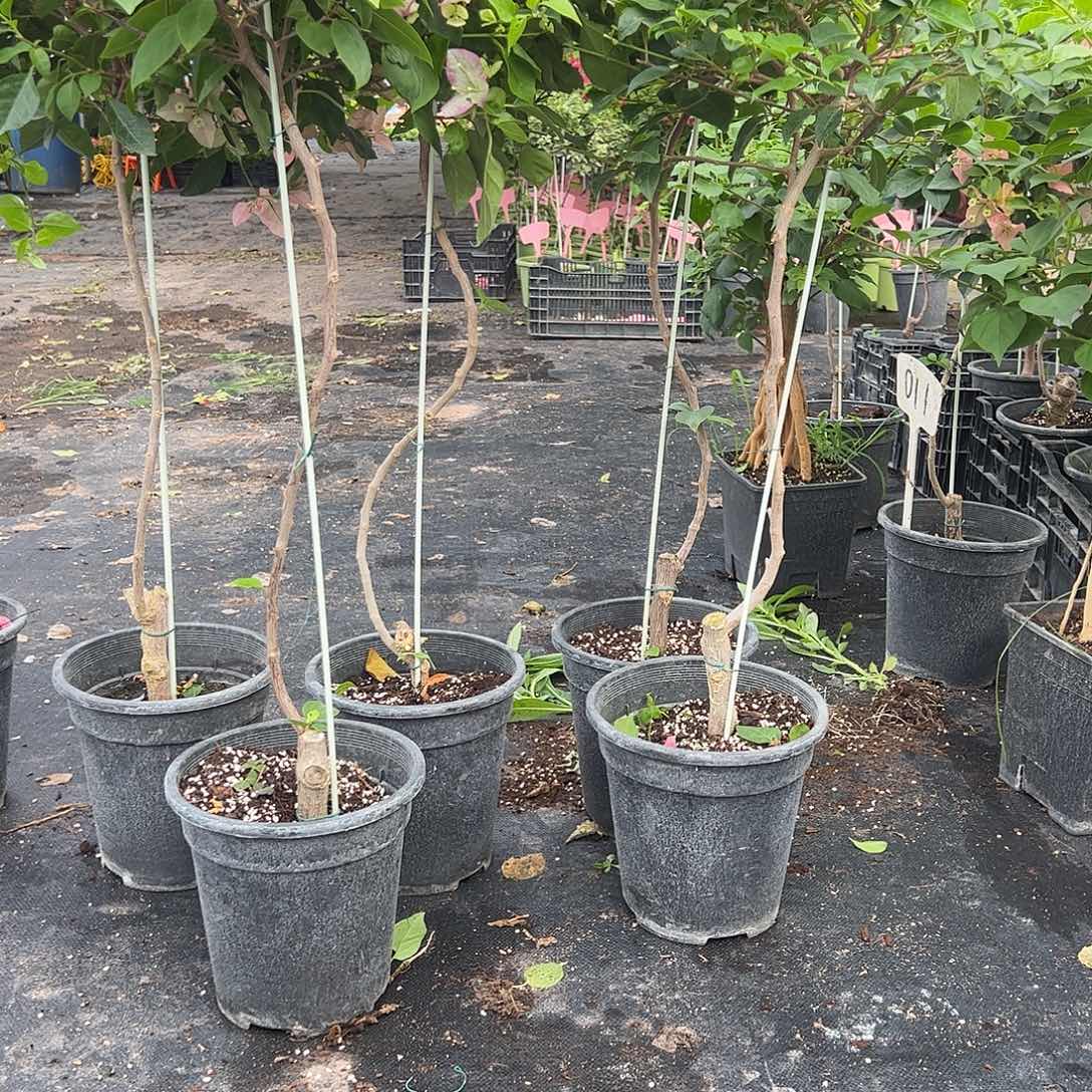 大部分花苞少量开放011，原生桩一颗随机发