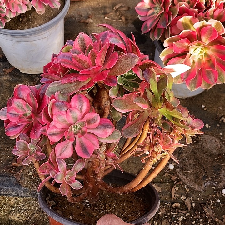 1575粉桃妖多肉母本无售后