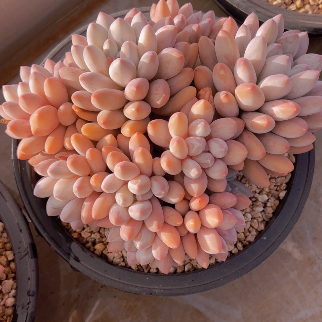 B***M一物一拍多肉植物