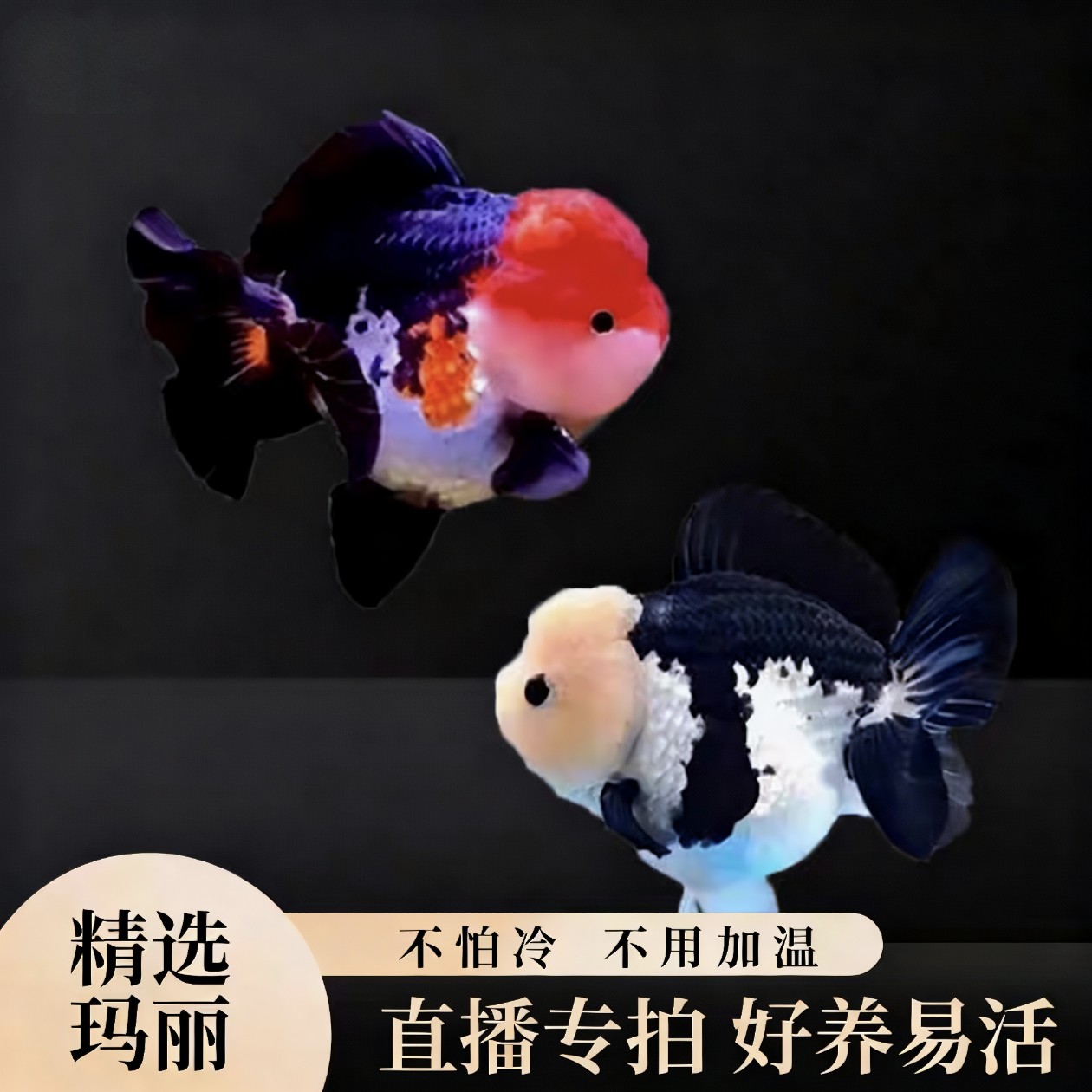 精品熊猫玛丽泰狮金鱼活体黑白冷水淡水鱼好养耐活观赏鱼