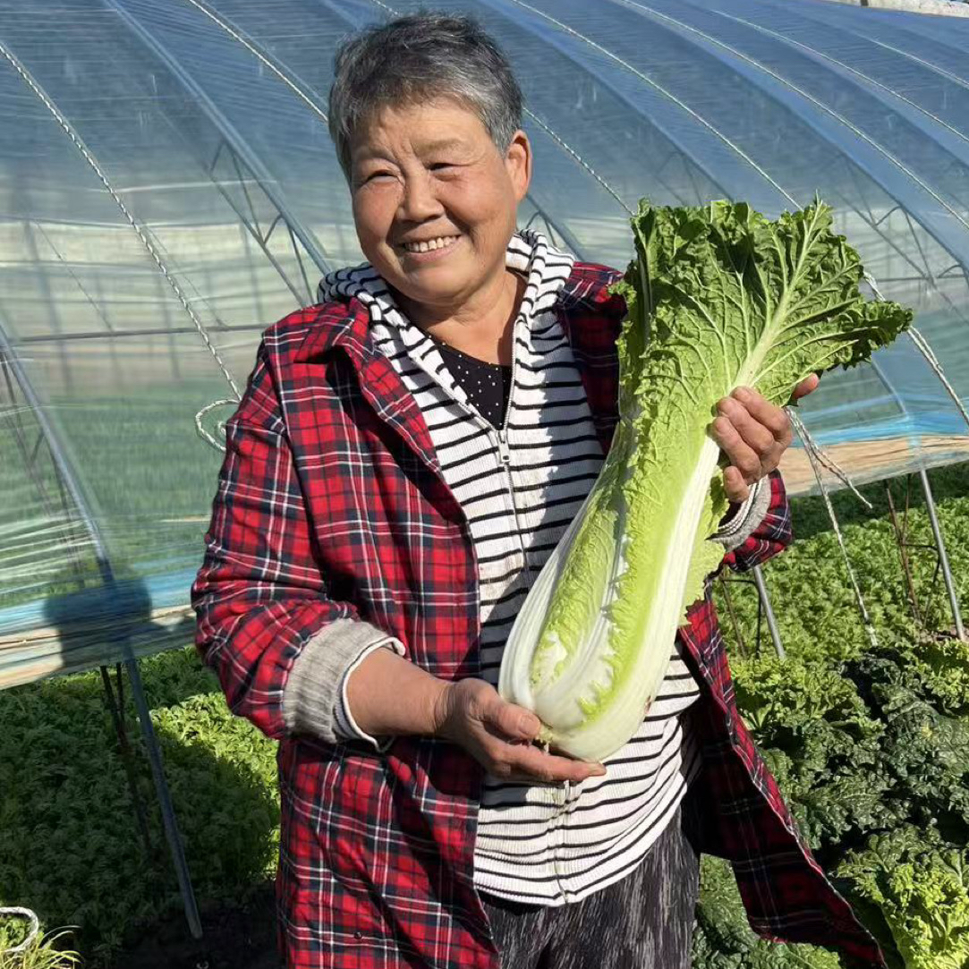 天津本地青麻叶大白菜，露天自然生长，老姑自种，顺丰包邮