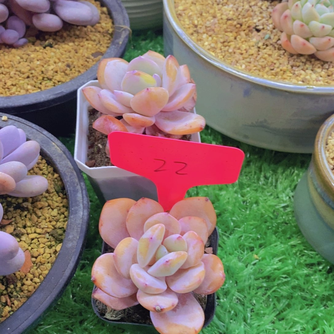 开心多肉植物多肉