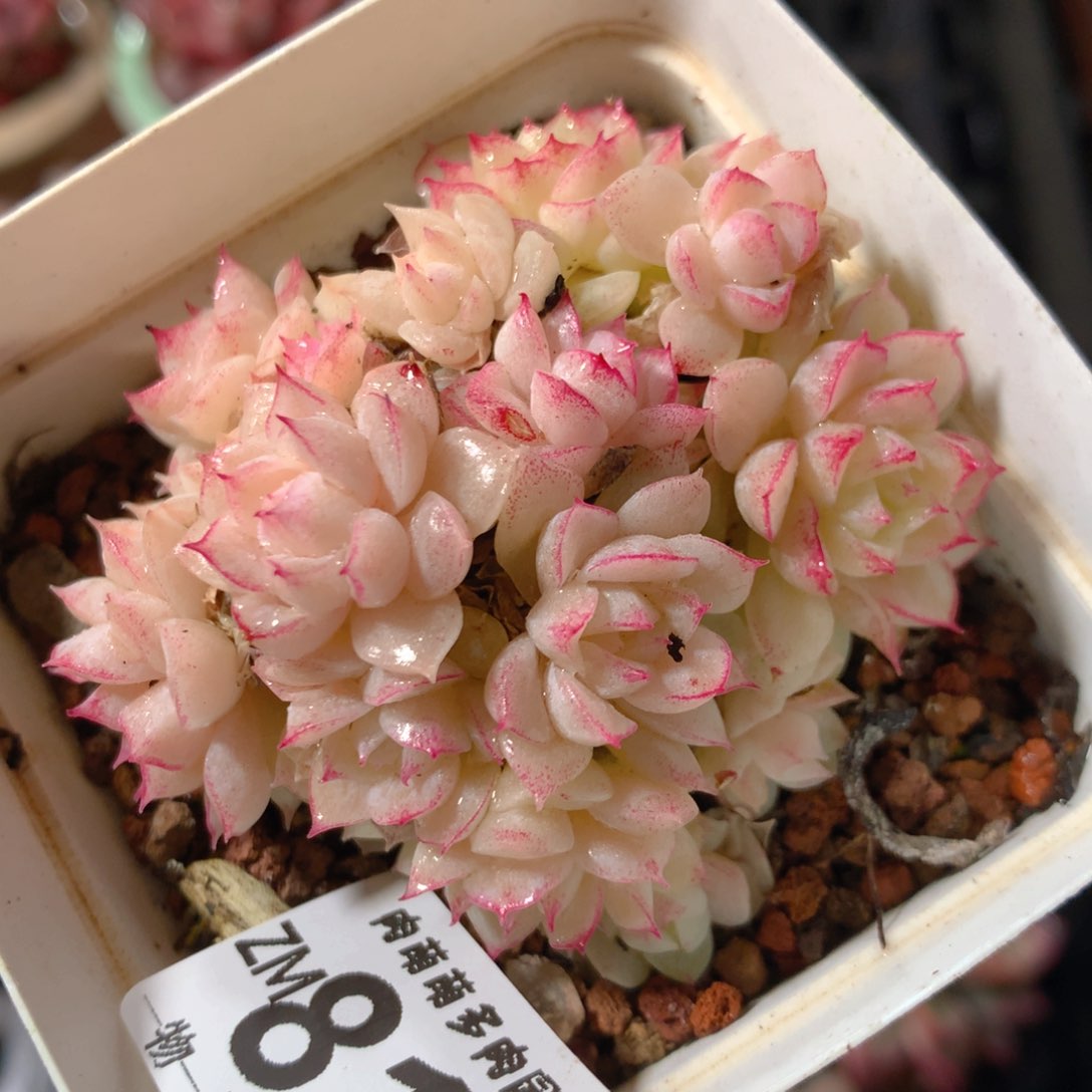 5CM拇指盆精控多肉ZM810