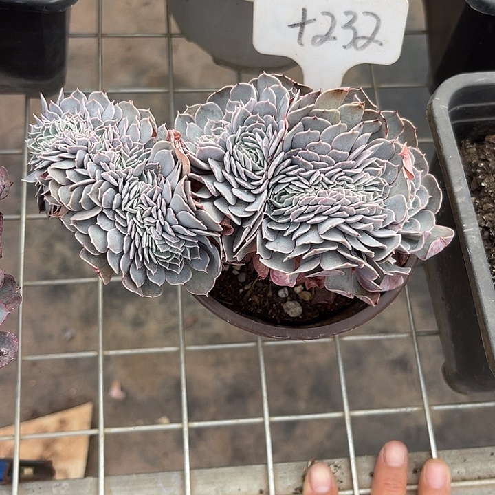 两单包邮，一物一拍232天赐缀