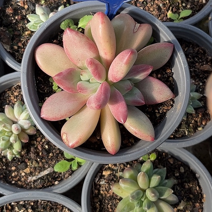 多肉植物赫本鲁斯186