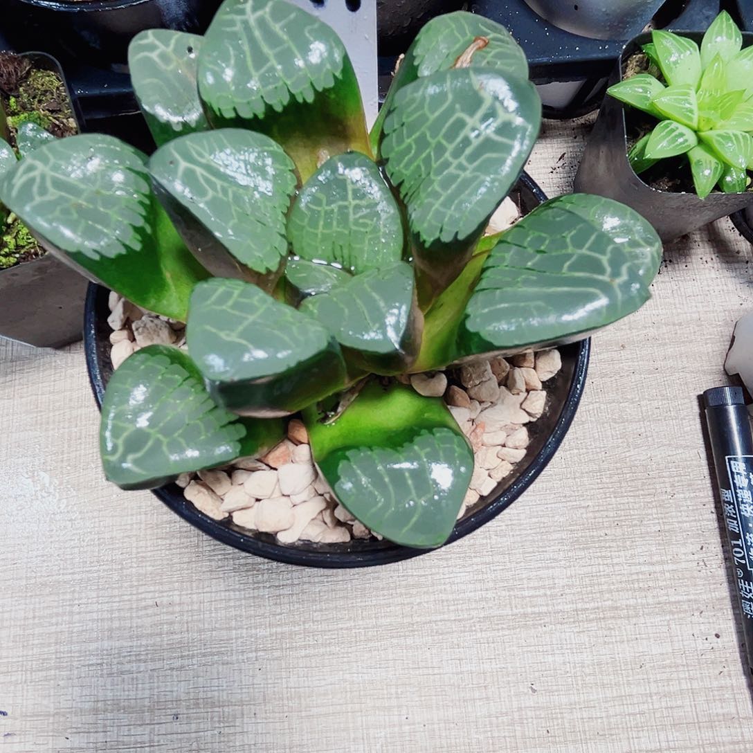 特价背窗克多肉植物6666