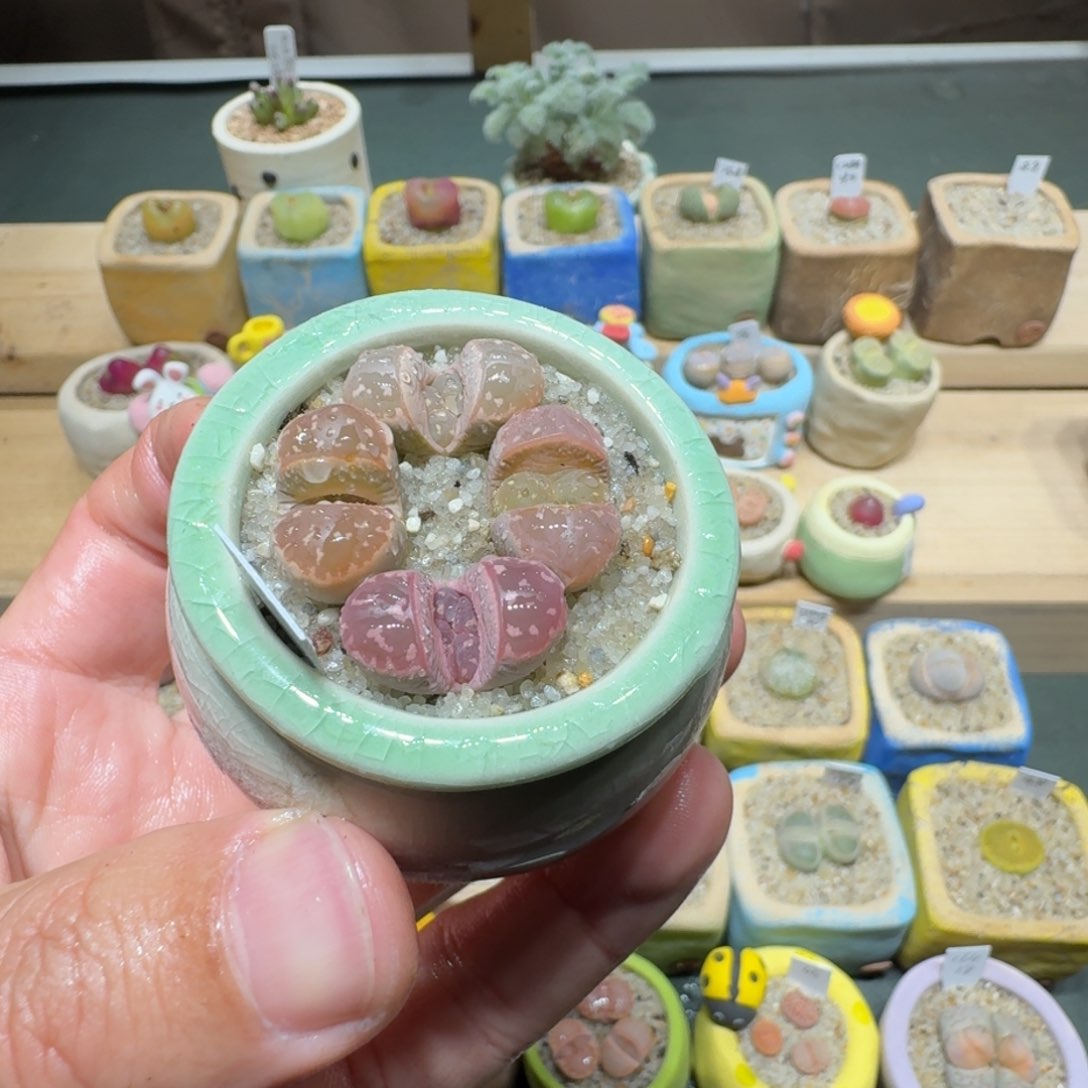 红陶蘑菇1125橄榄