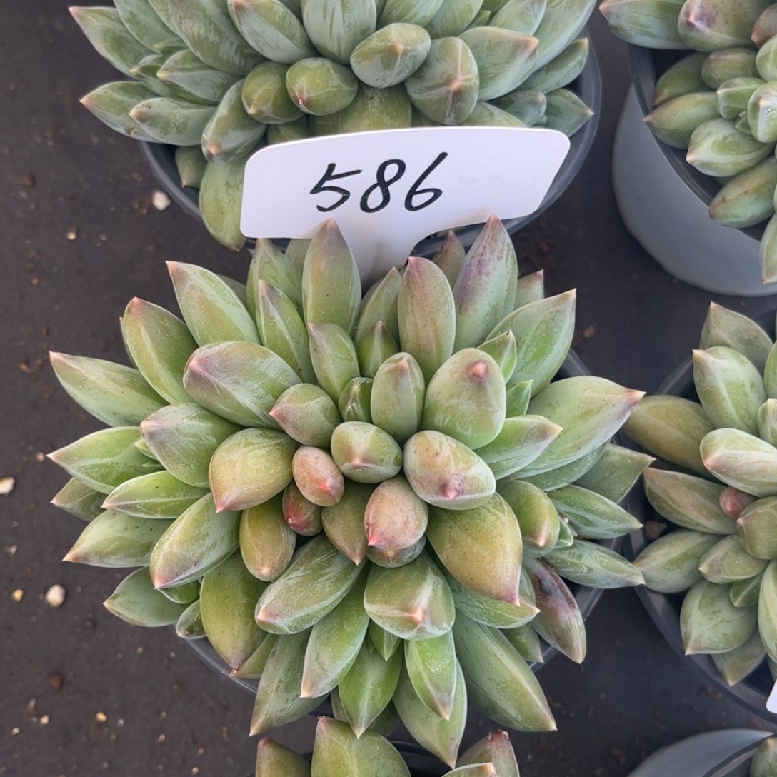 老阿姨花卉一物一拍586