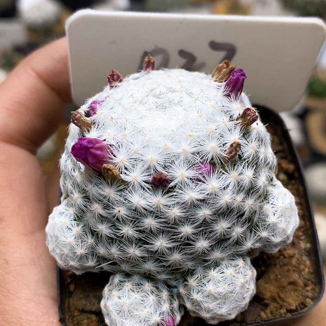 福利特价来了哦耶嘿