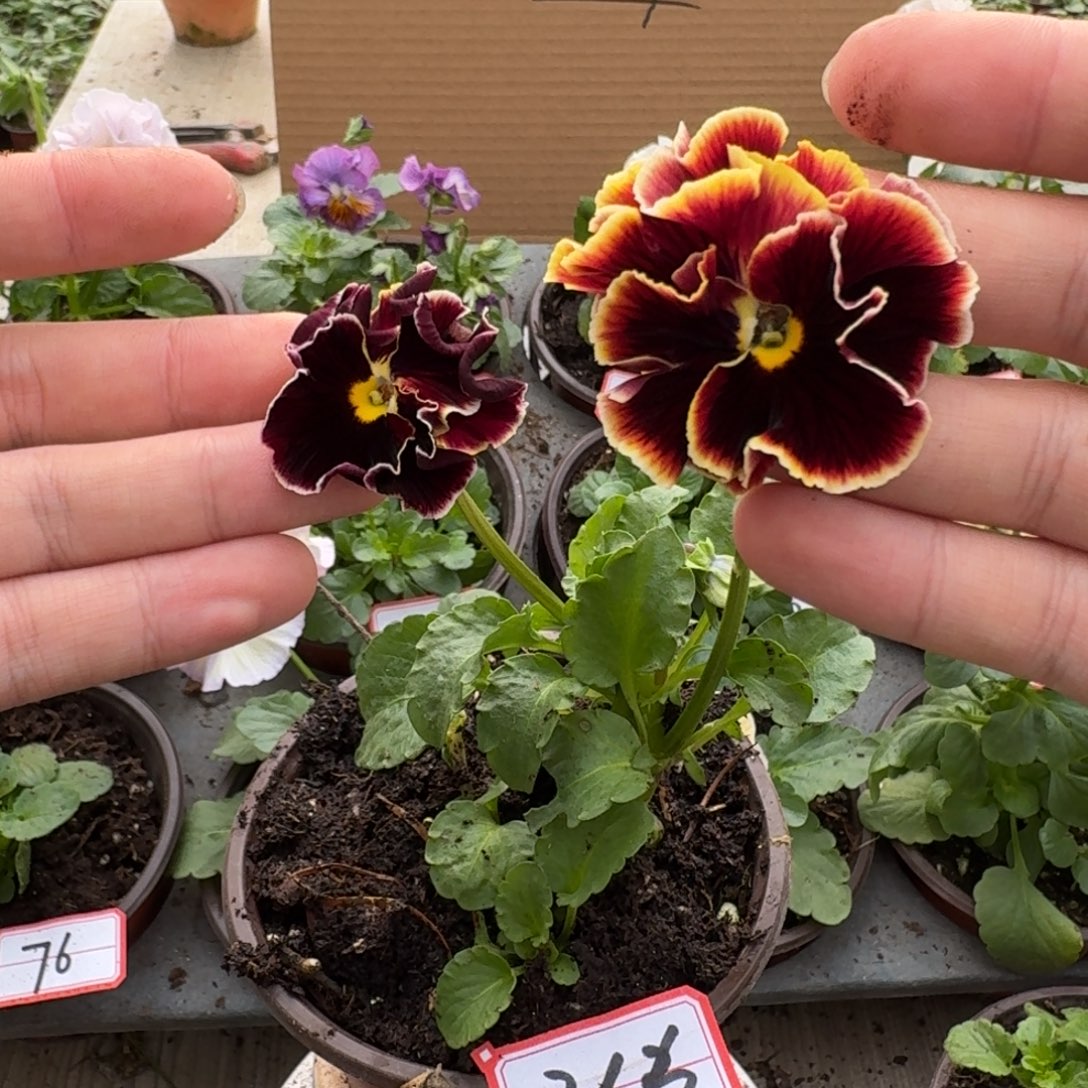 大部分花苞少量开放266