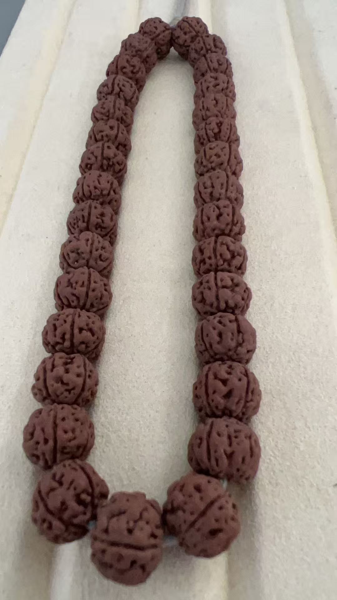 Z199【众系老树王】单圈纯血老树王 金刚无黄无滚筒