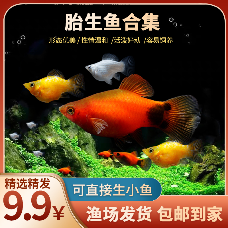 胎生鱼苗米奇鱼小鱼活观赏鱼热带鱼小型淡水好养孔雀鱼玛丽鱼