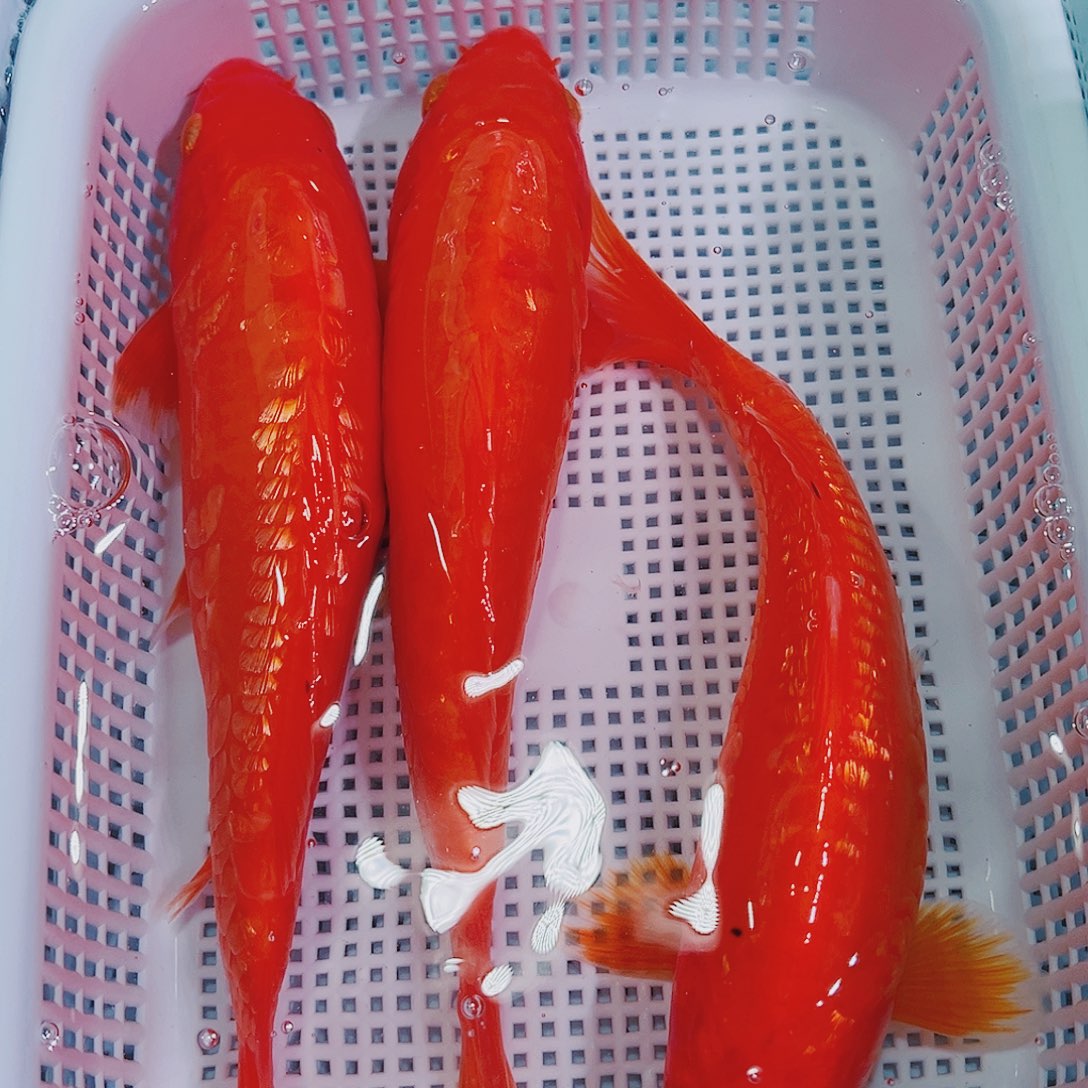 锦鲤锦鲤冷水鱼观赏