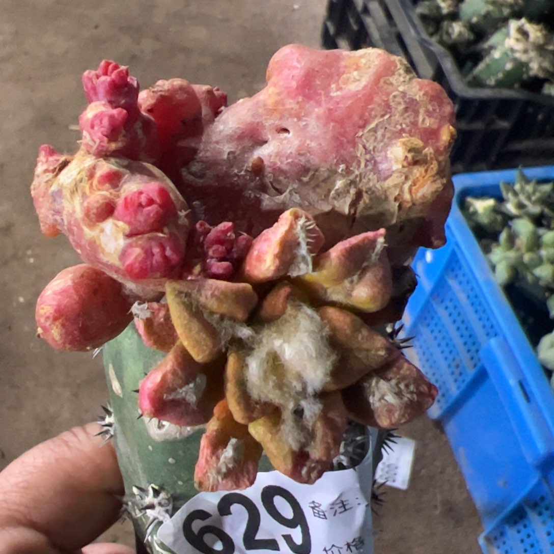 黑牡丹锦石化仙人球629