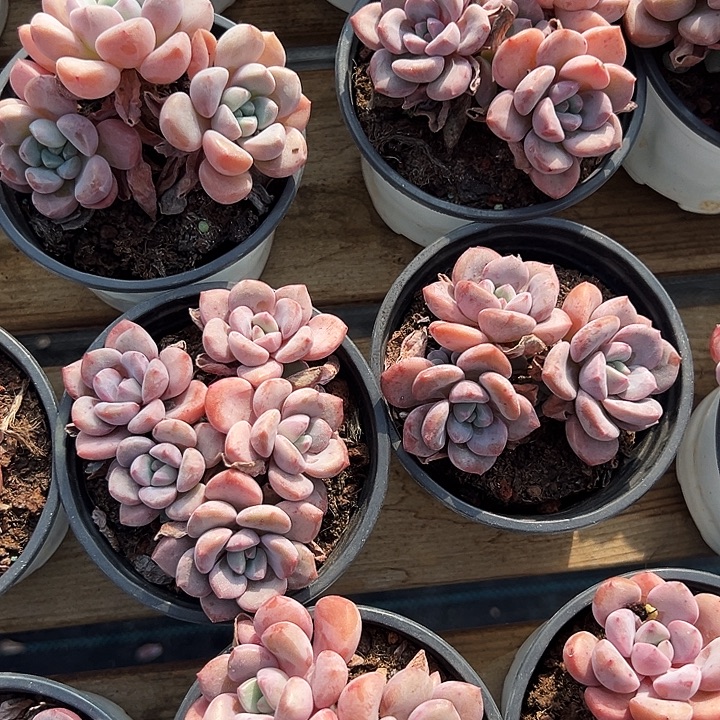 三头    老桩    白露