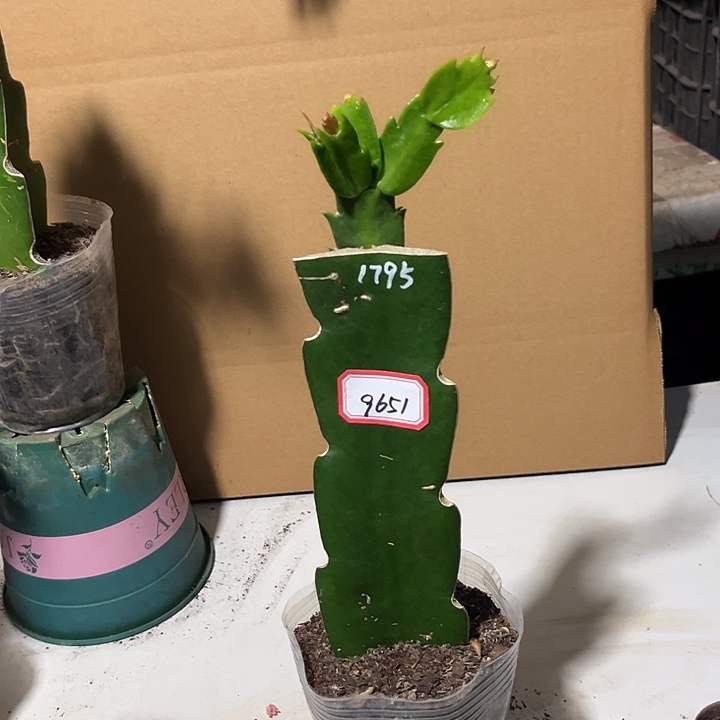 ᰔ***J当前无花朵，栽培后可花朵1795