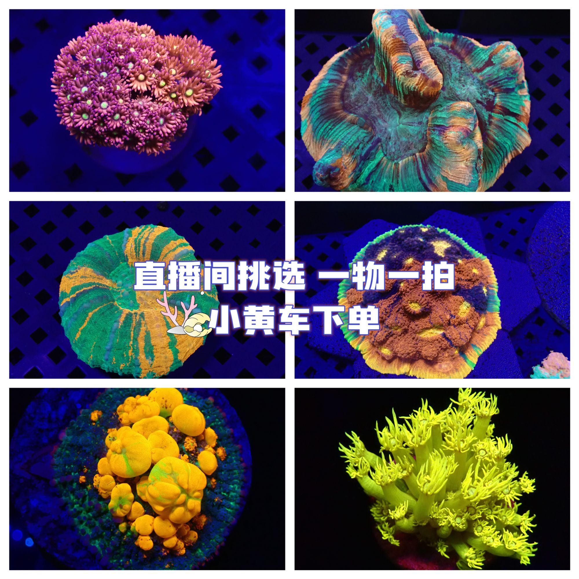 海缸海葵甄选 珊牧珊瑚直播间补差价专拍（袋内报损，录开箱视频）