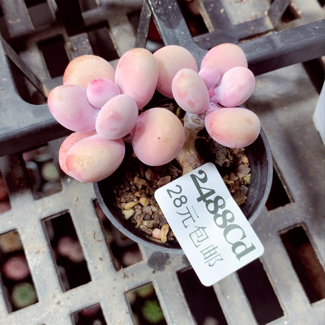 5厘米盆精控多肉2488