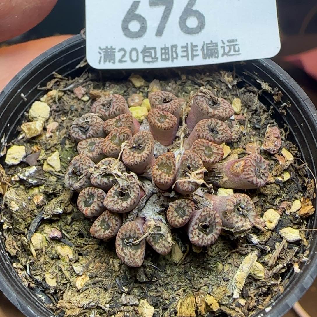 小s带盆土发货。         