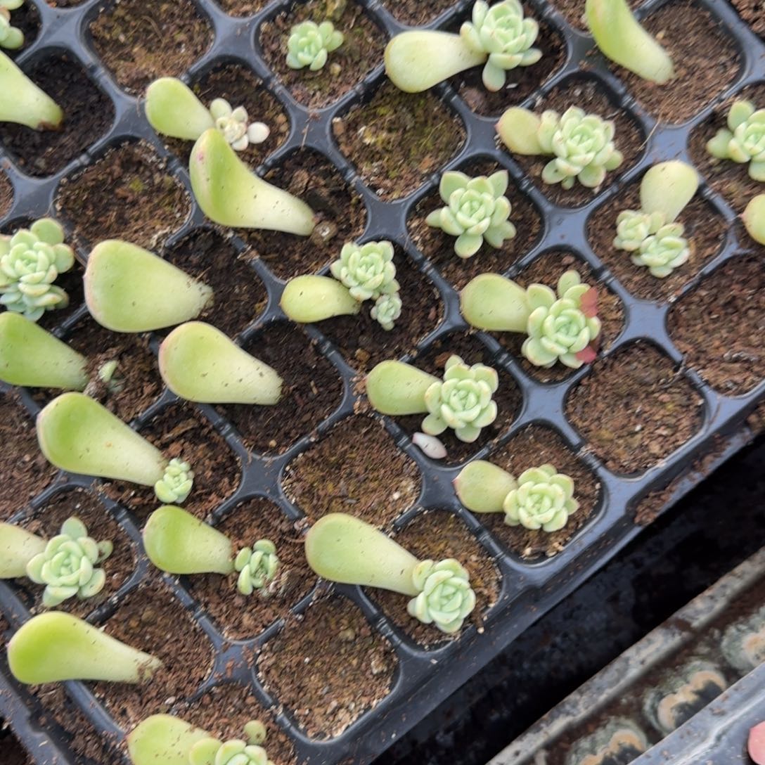 T1 穴3个个满25包邮