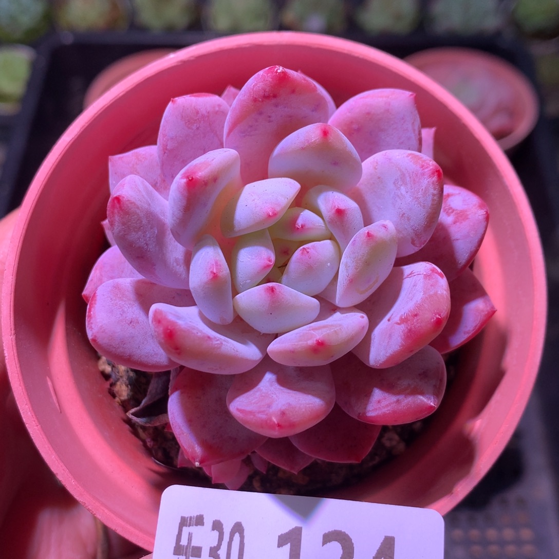 乐然30-124 橙梦露 